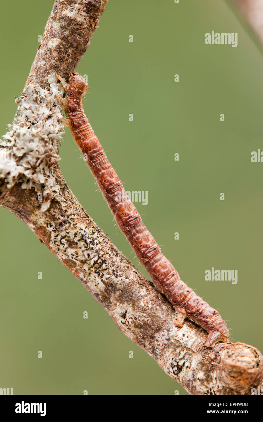 Looper Caterpillar of Mottled Beauty Moth; Alcis repandata Stock Photo