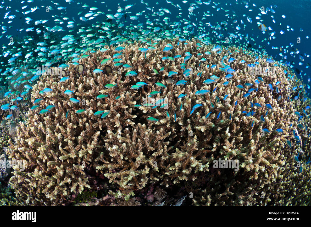 Schooling damselfish above healthy acropora hard corals, Bunaken Marine Park, Manado, Sulawesi, Indonesia. Stock Photo