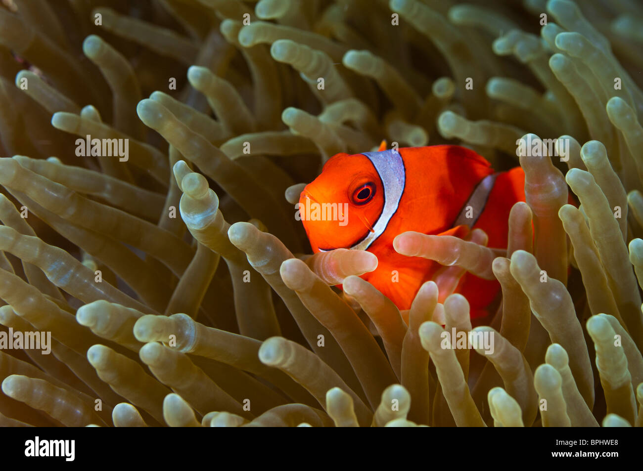 Spinecheek anemonefish, Bunaken Marine Park, Manado, Sulawesi, Indonesia. Stock Photo