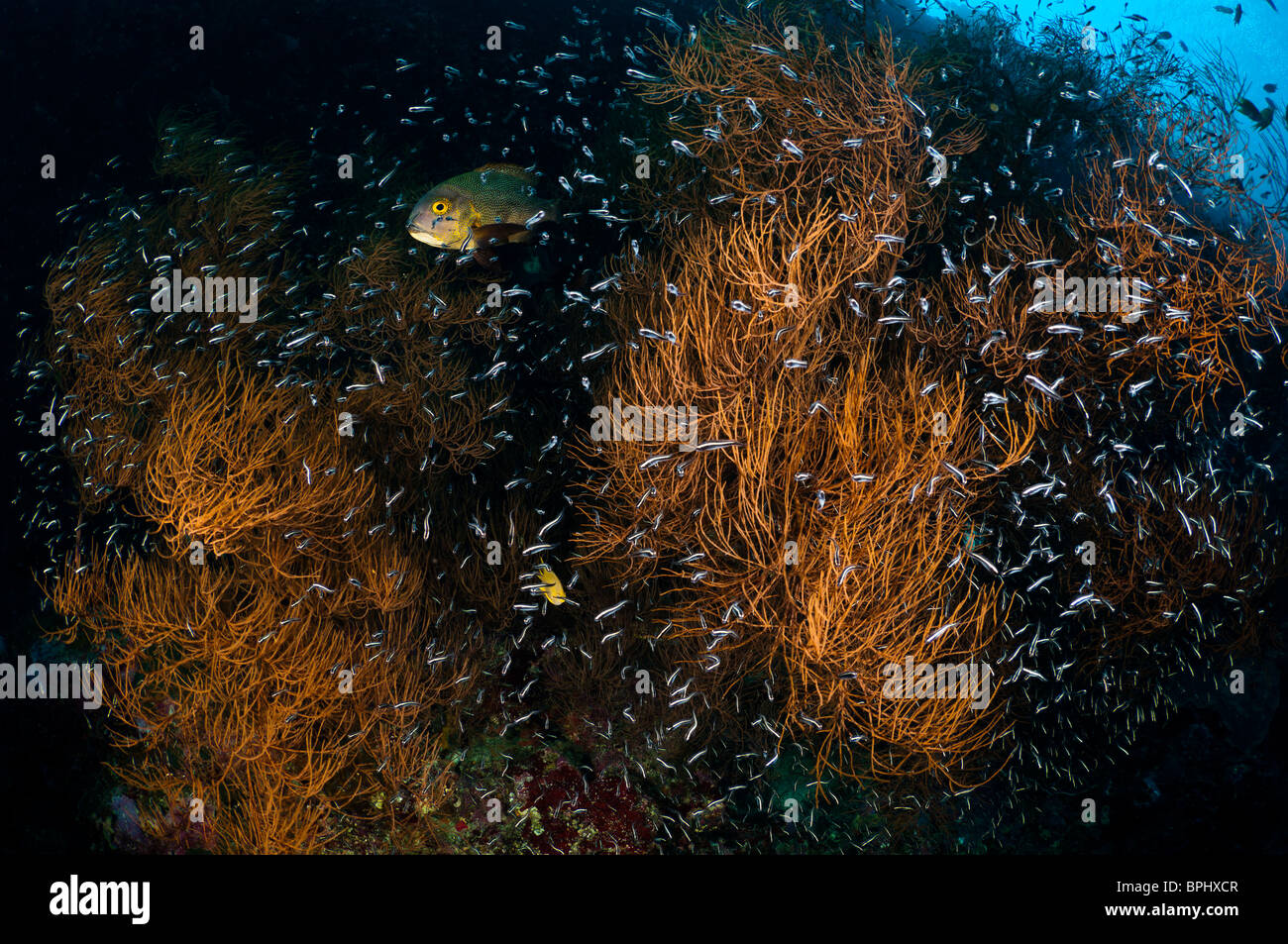 Midnight snapper and juvenile convict blennies in a black coral bush, Bunaken Marine Park, Manado, Sulawesi, Indonesia. Stock Photo