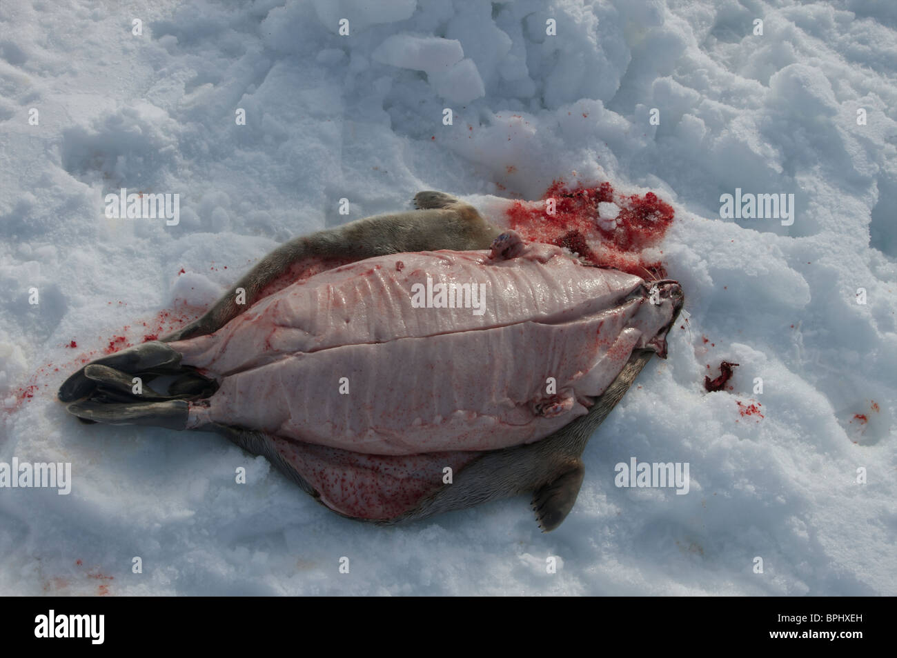 Ringed Seal carcass and hide Stock Photo