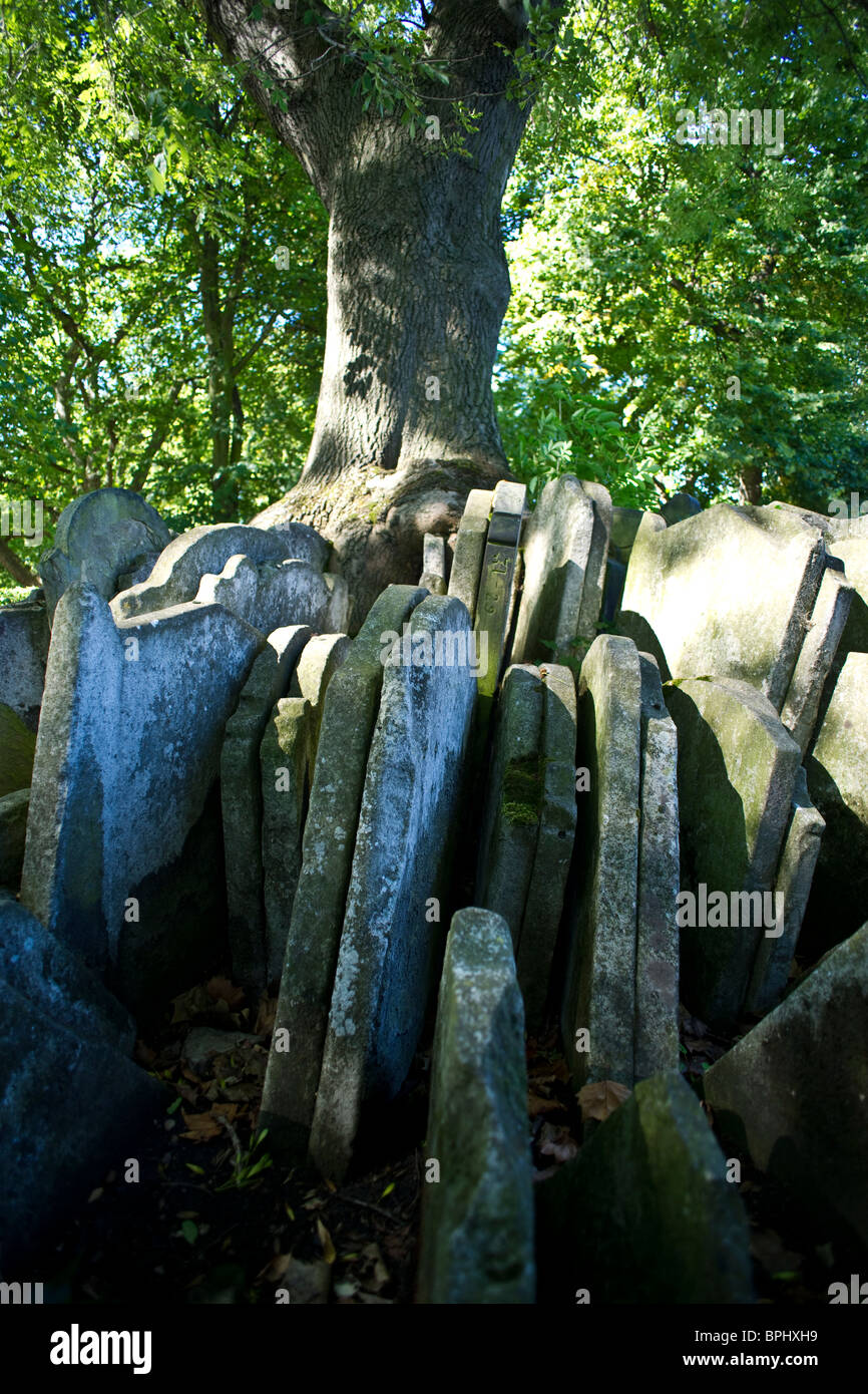 The Hardy Tree Stock Photo Alamy