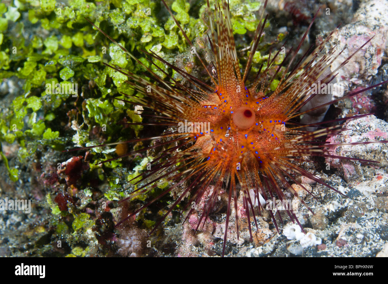 Longspine sea urchin, Lembeh Strait, Sulawesi, Indonesia. Stock Photo