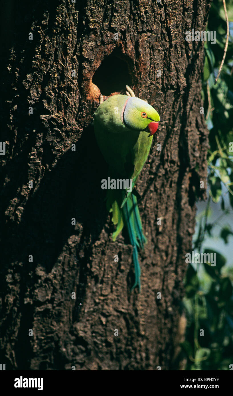 Rose-ringed Parakeet India Stock Photo