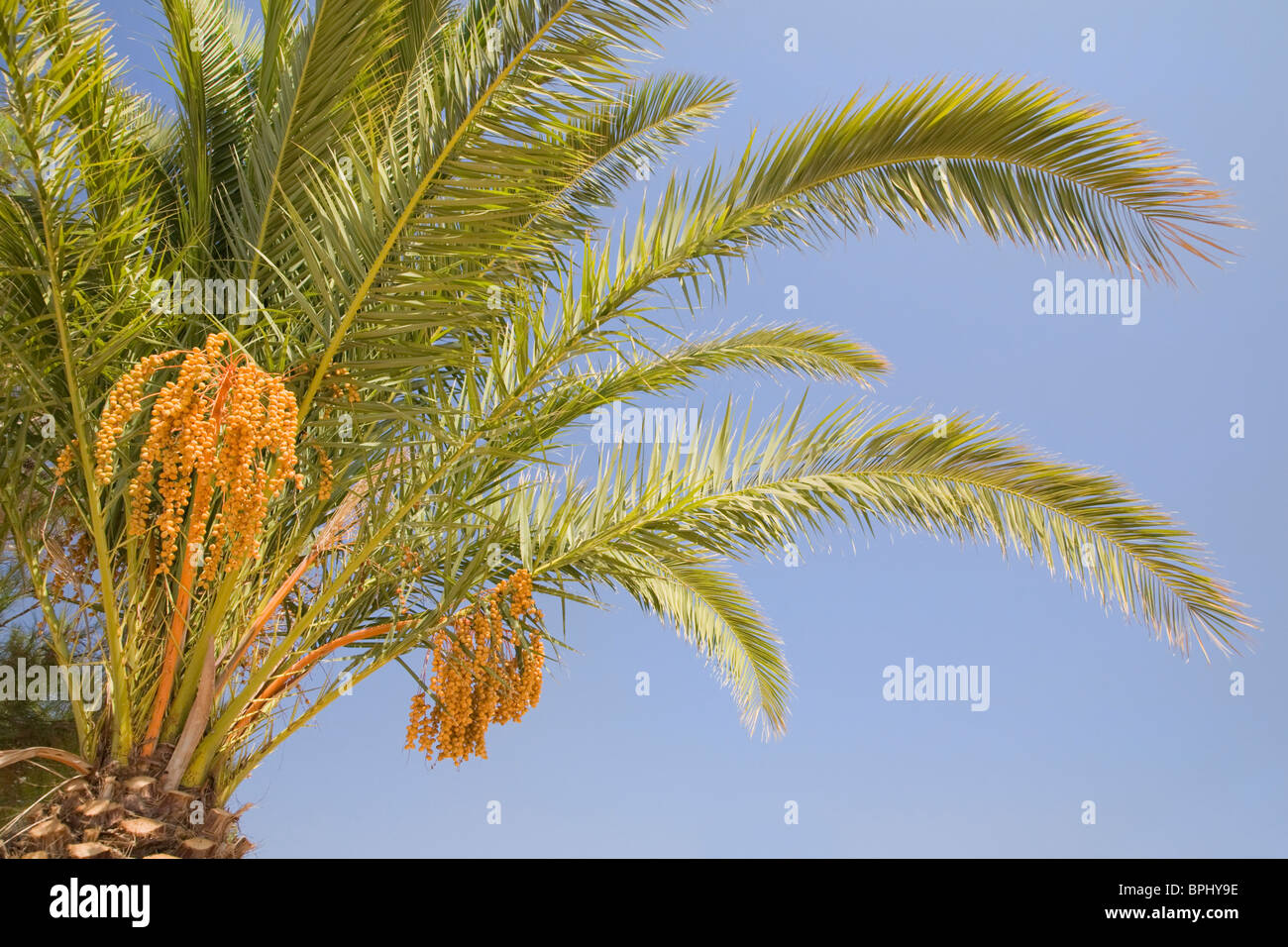 Palm tree fruit hi-res stock photography and images - Page 2 - Alamy