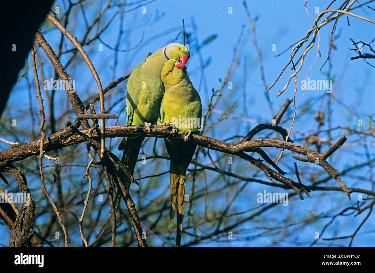 Rose-ringed Parakeet India Stock Photo