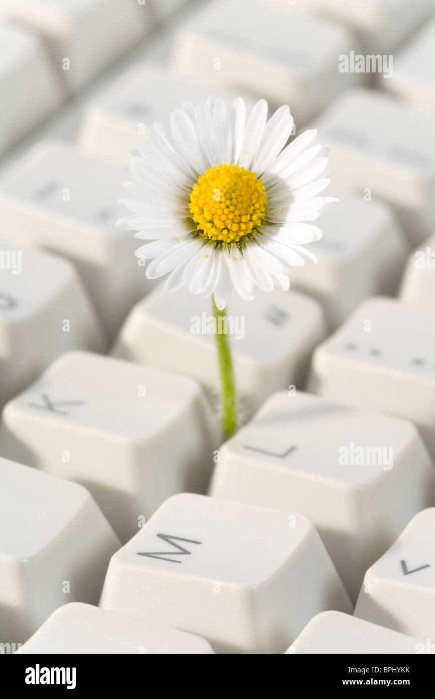 Computer Keyboard and flower, concept of Cyberspace Freedom Stock Photo