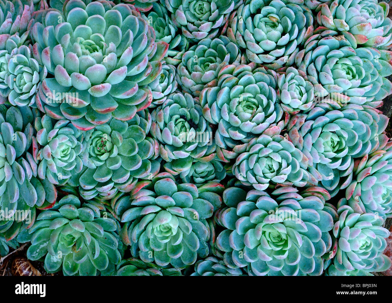 Green Sempervivum Houseleek succulent plants - closeup Stock Photo