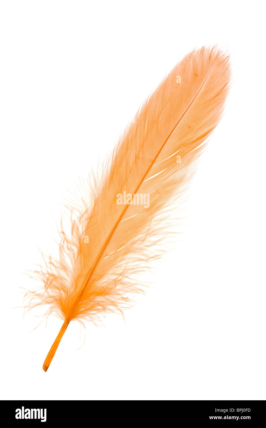 Yellow Feather with white background Stock Photo - Alamy