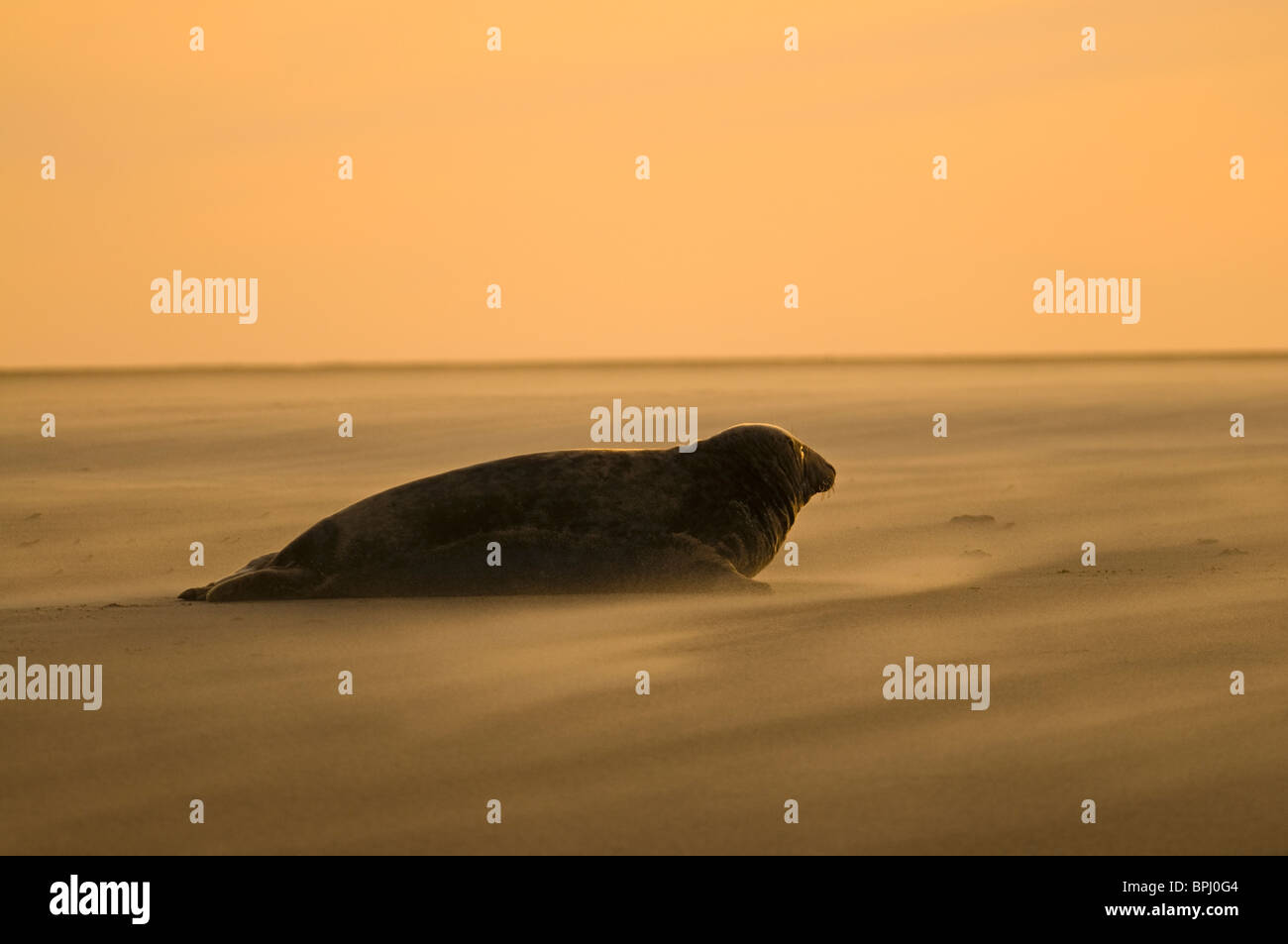 Grey Seal Halichoerus grypus on beach Blakeney Point Norfolk November Stock Photo