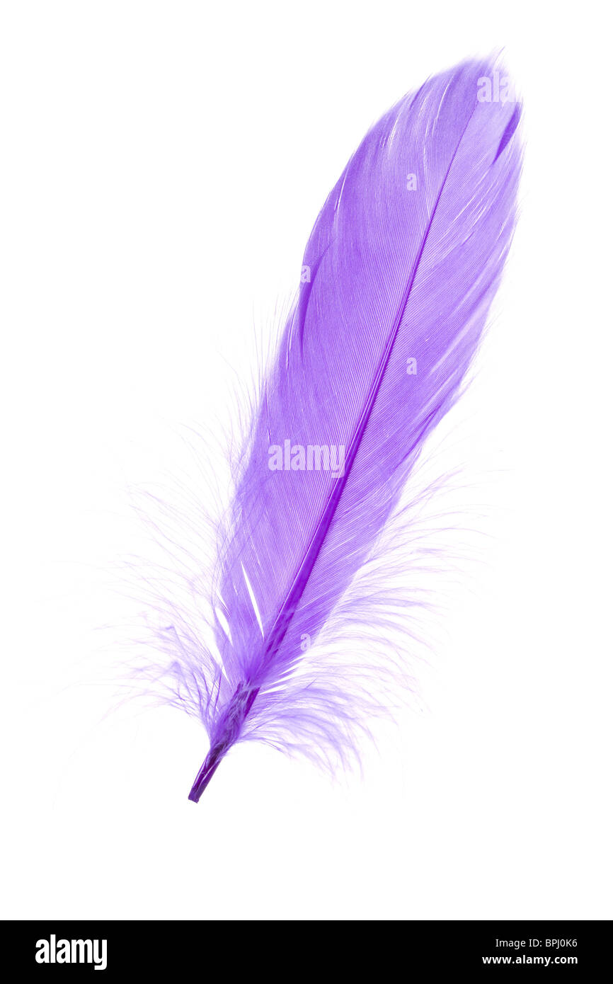 Blue Feather with white background Stock Photo Alamy
