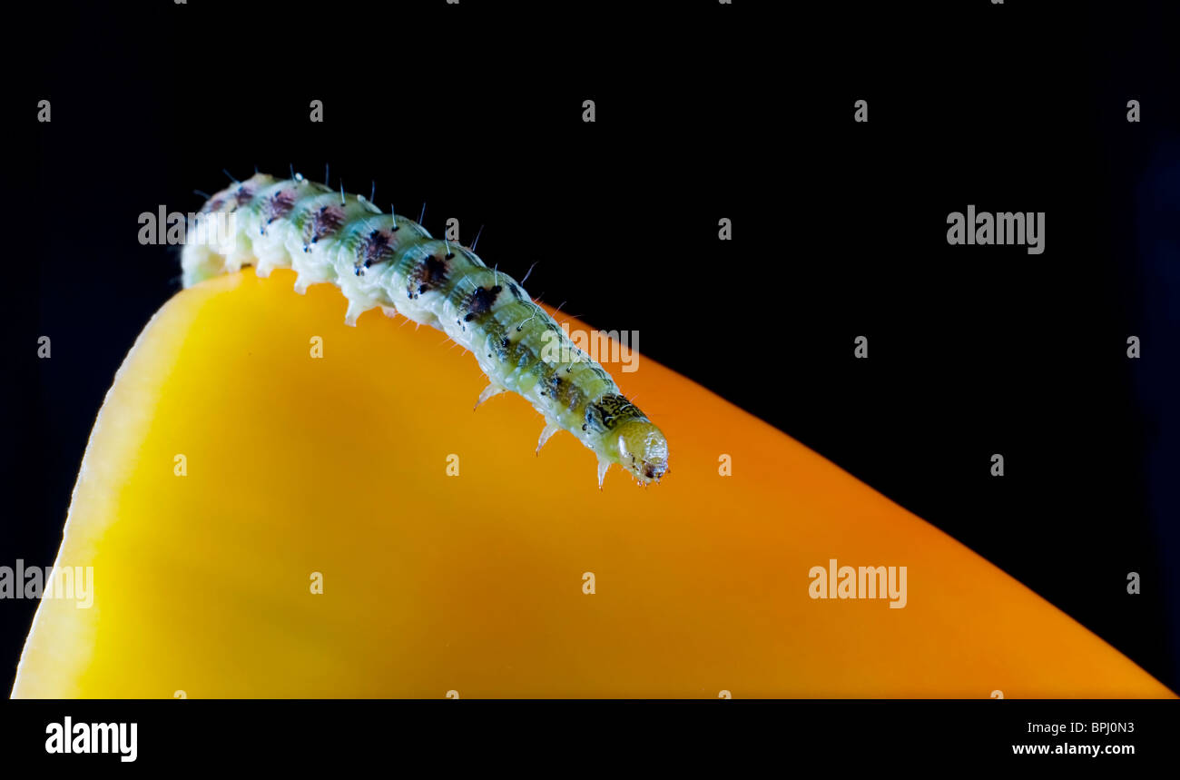 worm and sweet pepper Stock Photo Alamy