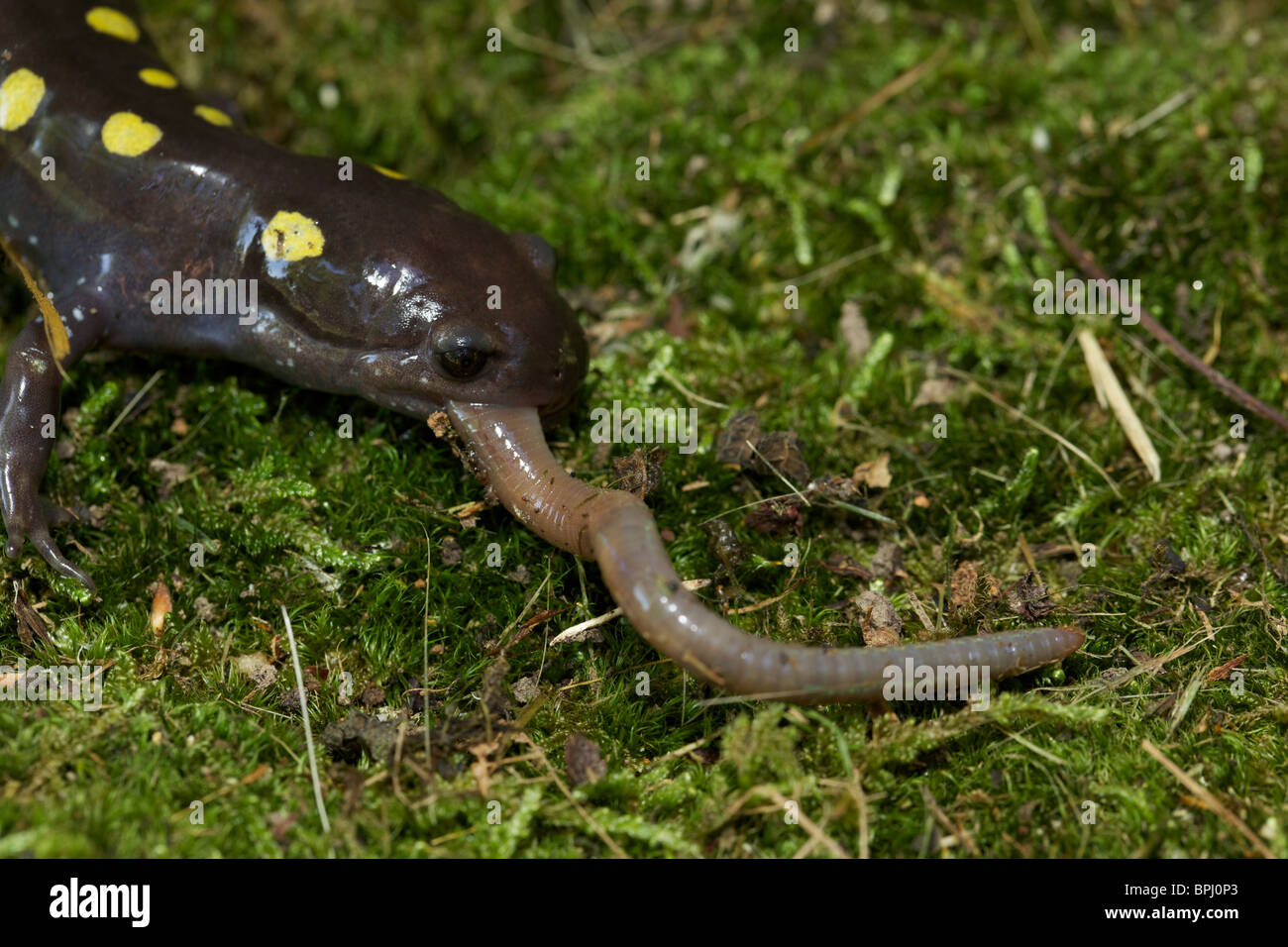Spotted Salamander Eating a Worm (Ambystoma maculatum) - New York - USA -  Common in the eastern United States and Canada Stock Photo - Alamy