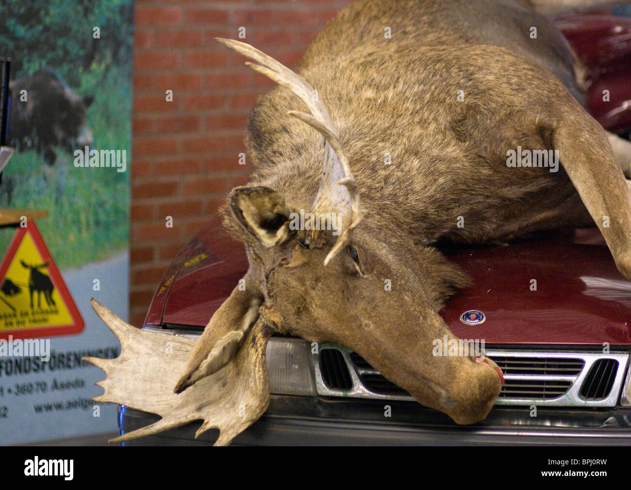 A (stuffed) moose on the hood of a car, showing the impact the moose