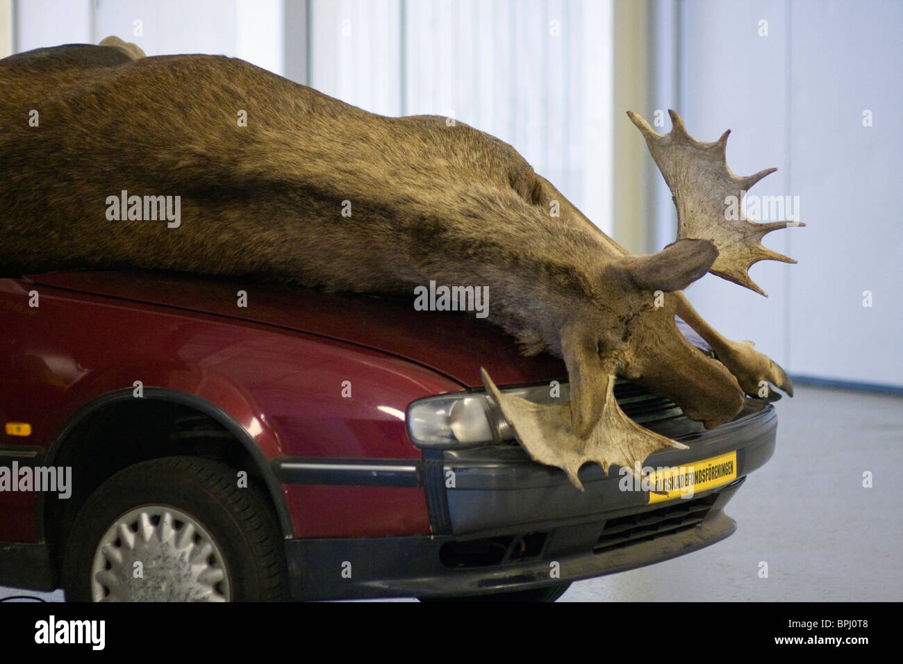 Stuffed moose on hood car hires stock photography and images Alamy