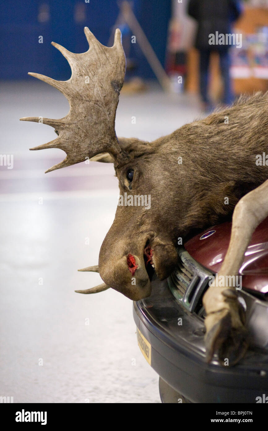 A (stuffed) moose on the hood of a car, showing the impact the moose