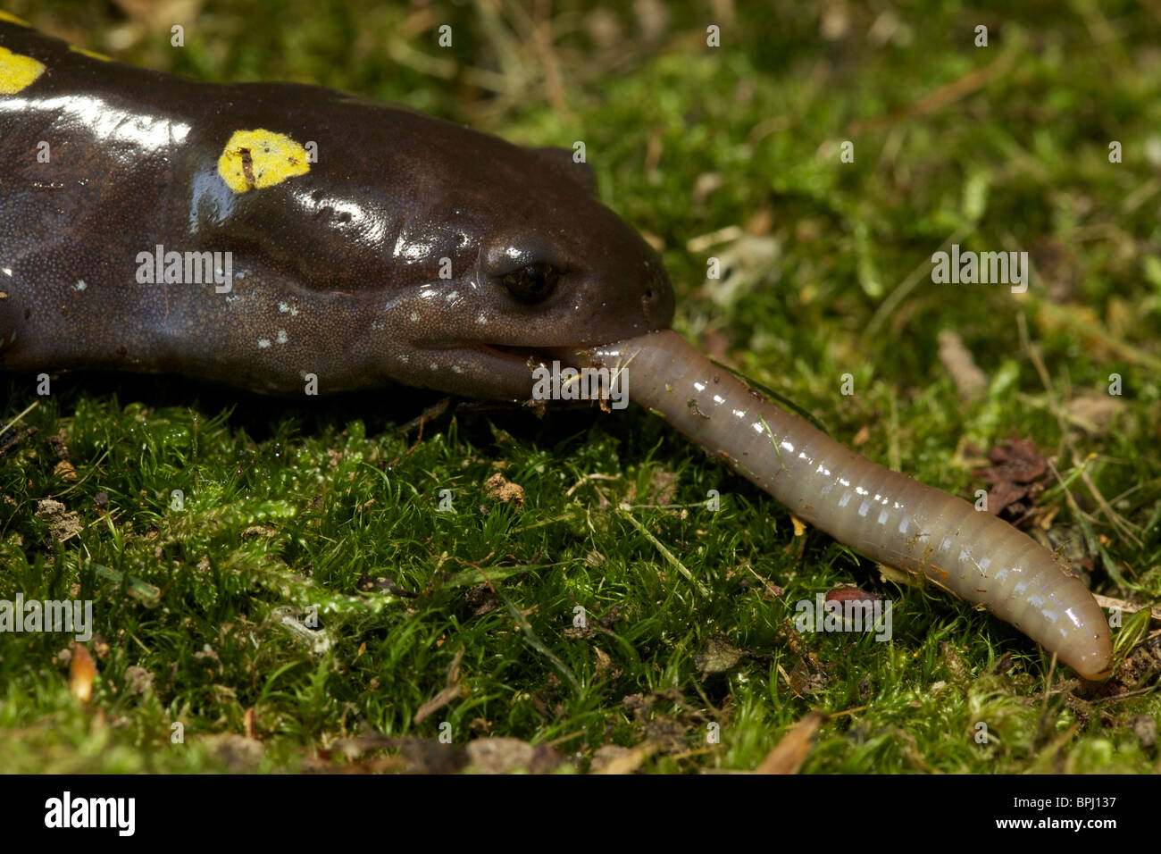 Worm salamanders hires stock photography and images Alamy