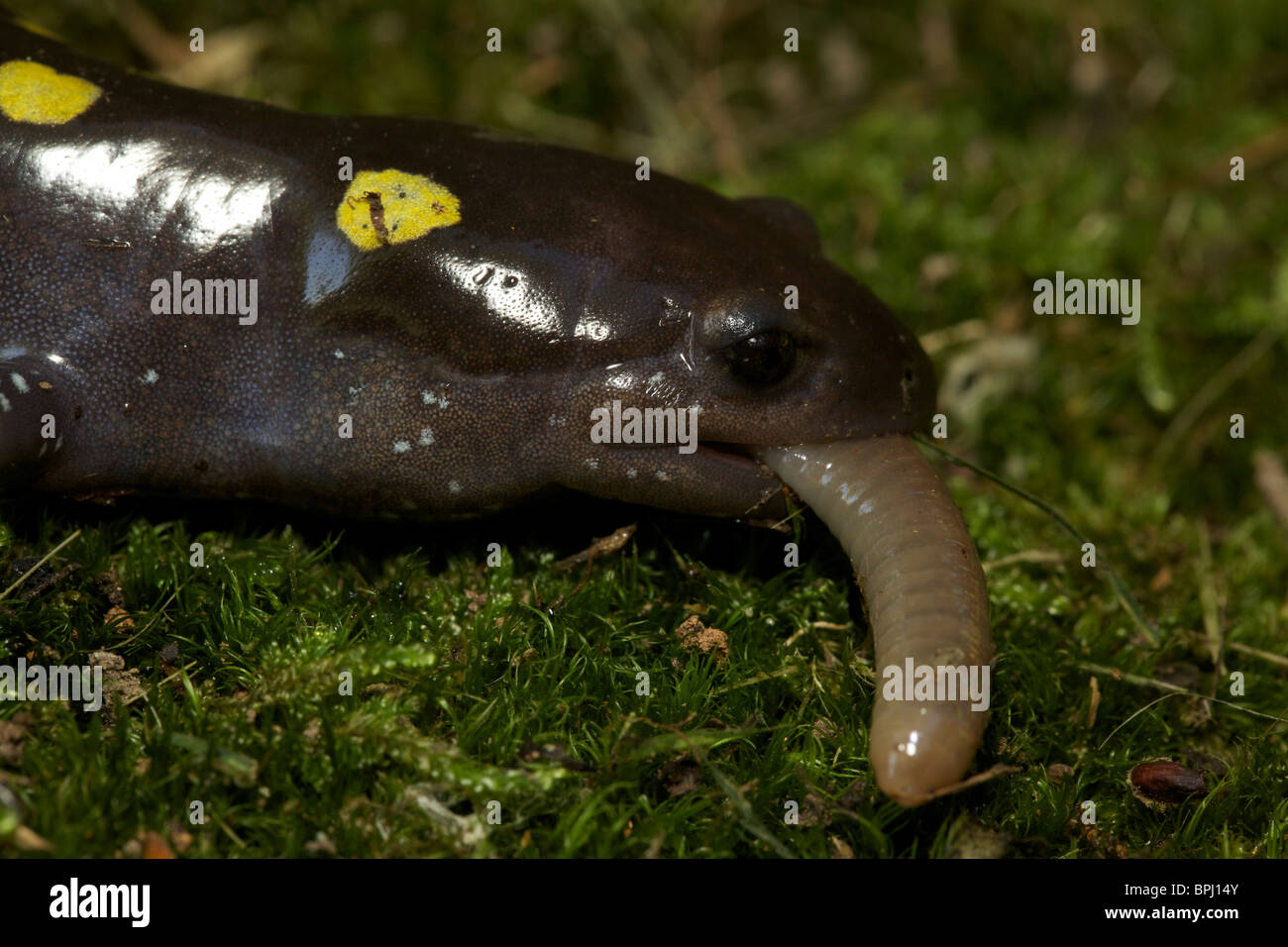 Worm salamanders hires stock photography and images Alamy