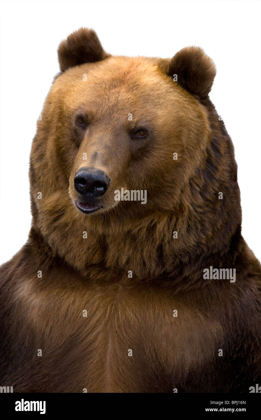 The brown bear. It is isolated on a white background. look like a bear with a sore head Stock Photo