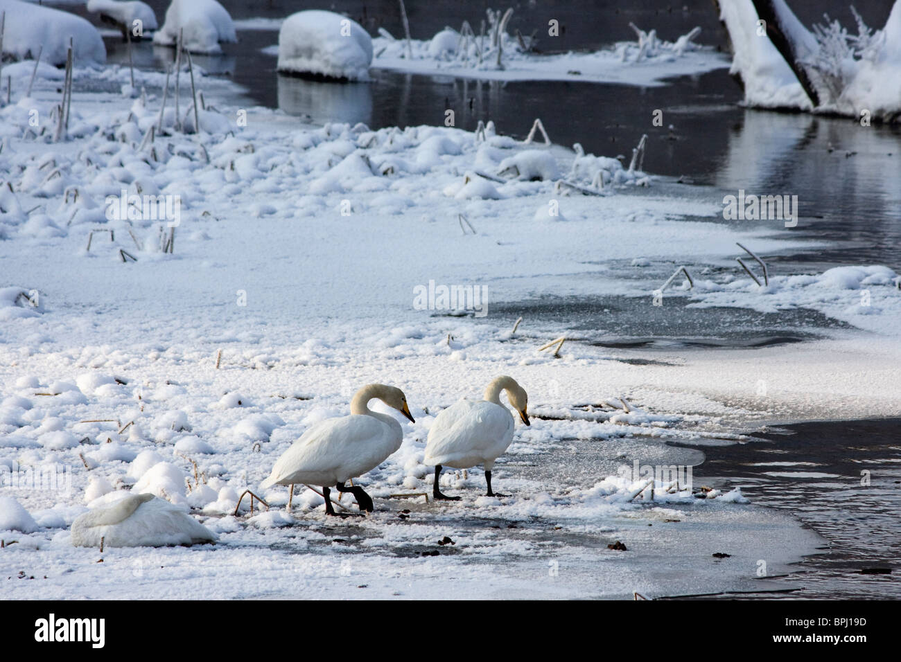 Swans on the ice of the river in Nyköping, Sweden, on a very cold winter day. Stock Photo