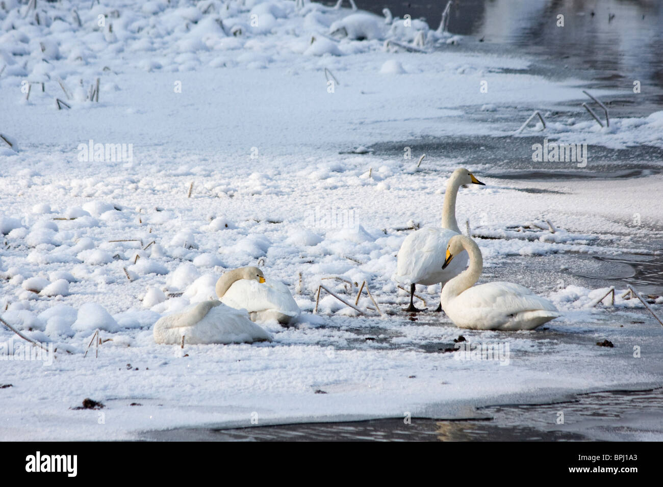Swans on the ice of the river in Nyköping, Sweden, on a very cold winter day. Stock Photo