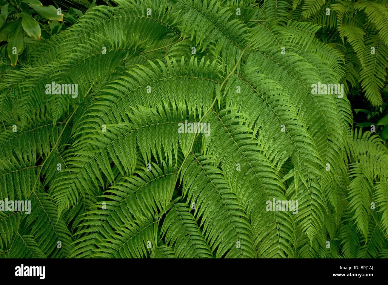 Close-up of fern leaves Stock Photo - Alamy
