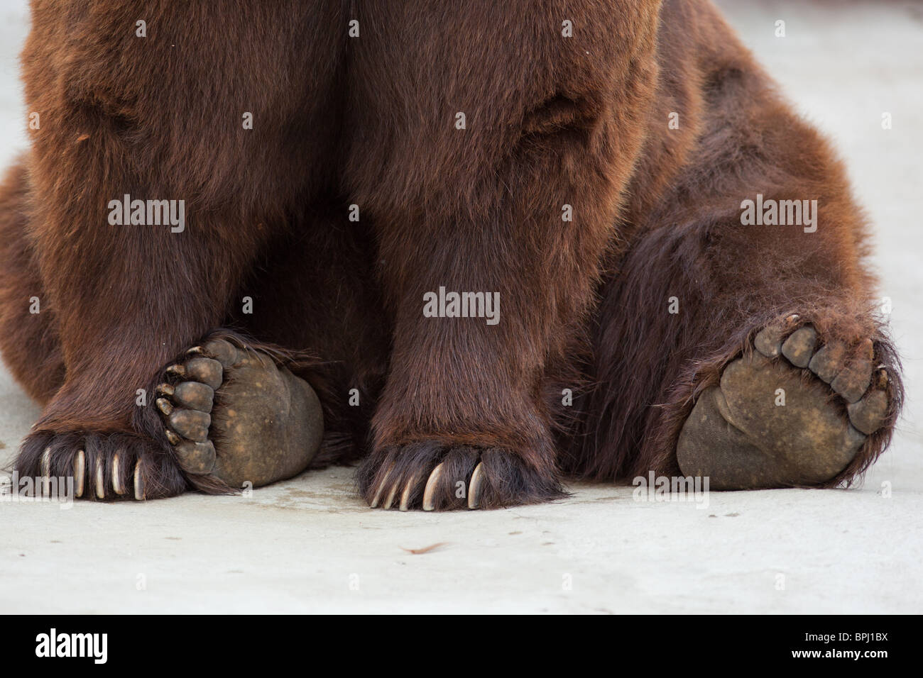 Paws of a brown bear close up. Old brown bear in a zoo. Ursus arctos Stock  Photo - Alamy