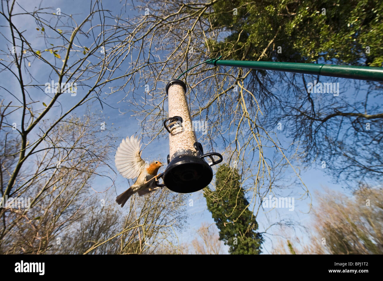 Robin Erithacus rubecula at feeder in garden Norfolk winter Stock Photo