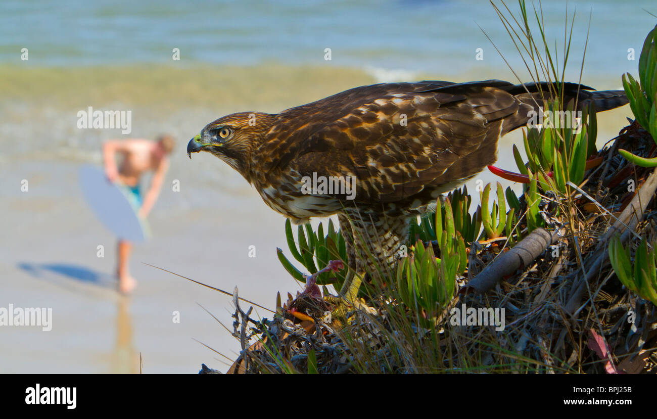 Juvenile Red tail Hawk (Buteo jamaicensis) eating prey, Santa barbara, California, USA Stock Photo