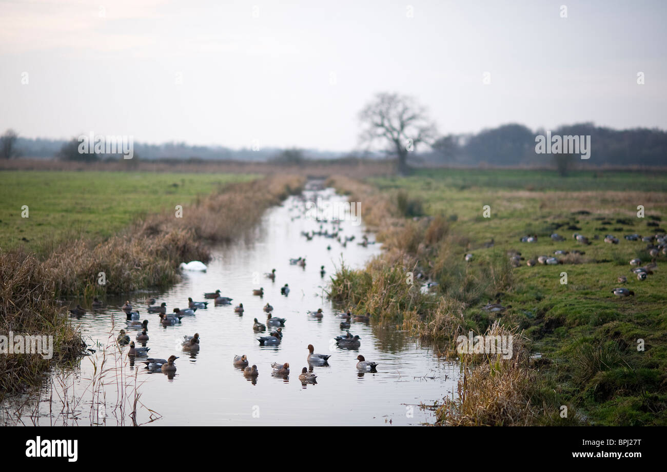Wigeon Anas penelope in dyke at Buckenham Marshes RSPB Recerve in Yare Valley Norfolk winter Stock Photo