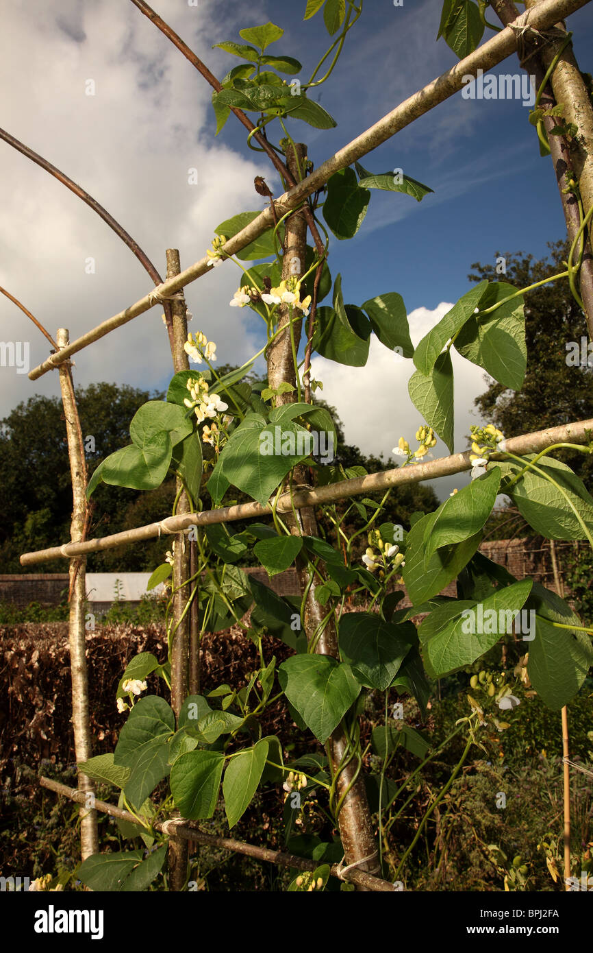 White flowered runner bean plants Stock Photo Alamy