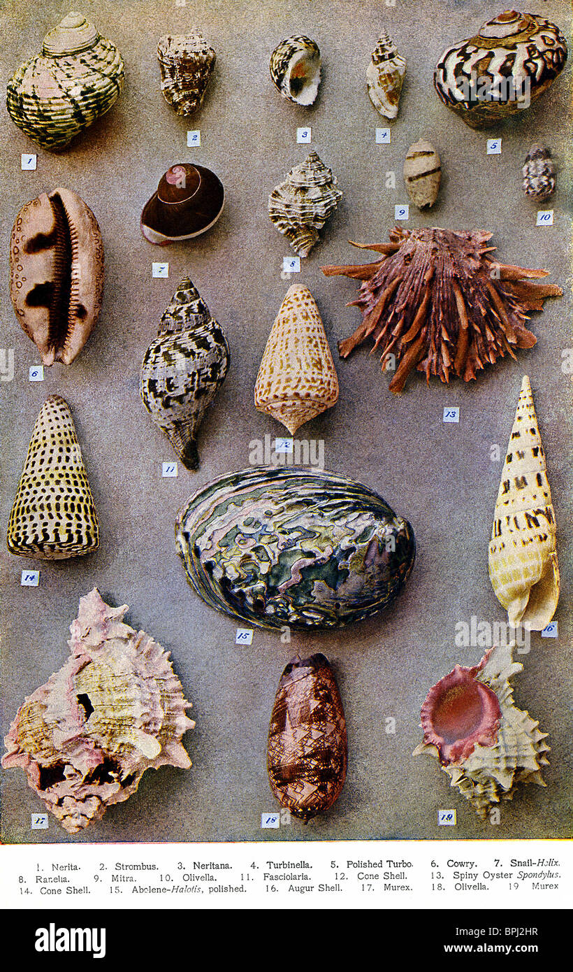 The labeled shells in this photo date to around 1905. Stock Photo