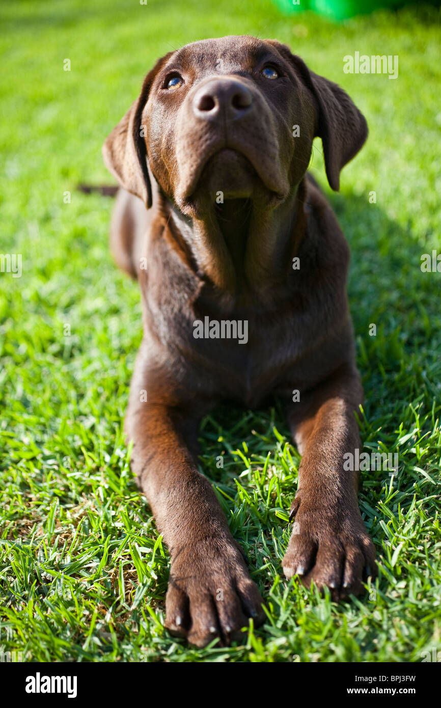 Chocolate brown labrador puppy Stock Photo - Alamy