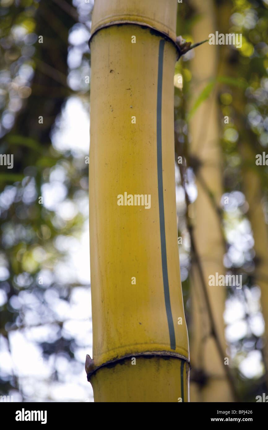 Snapshot of bamboo tree growing in tropical jungle Brazil. Stock Photo