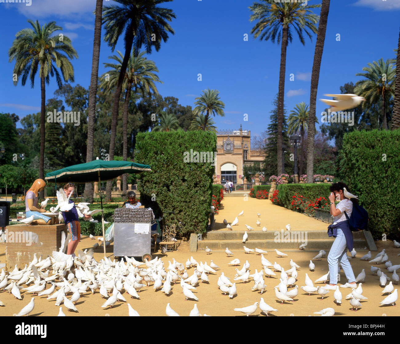 White doves in Maria Luisa Park, Seville, Sevilla Province, Andalucia, Spain Stock Photo
