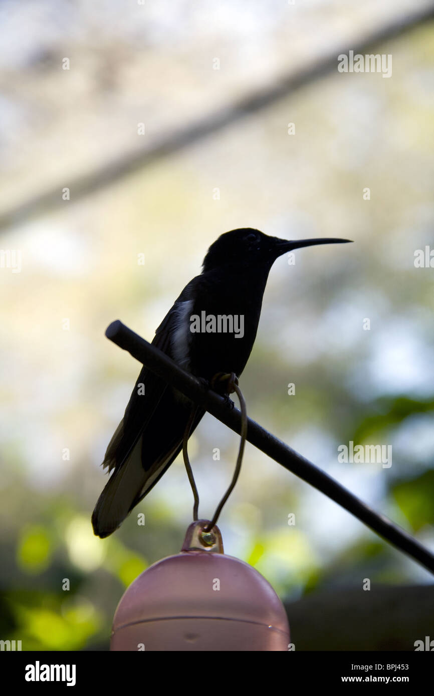 Black colibri standing in a leaf. Stock Photo