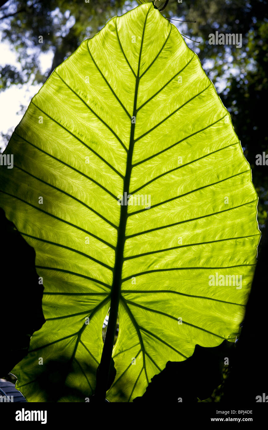 Giant plant leaf in Brazilian wild forest Stock Photo