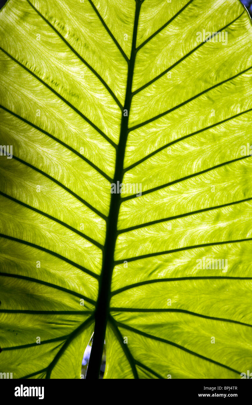 Giant plant leaf in Brazilian forest Stock Photo