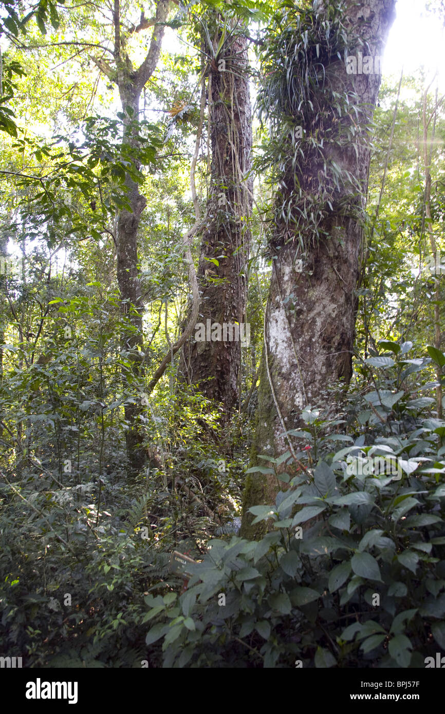 Trees in tropical forest in the south of Brazil Stock Photo