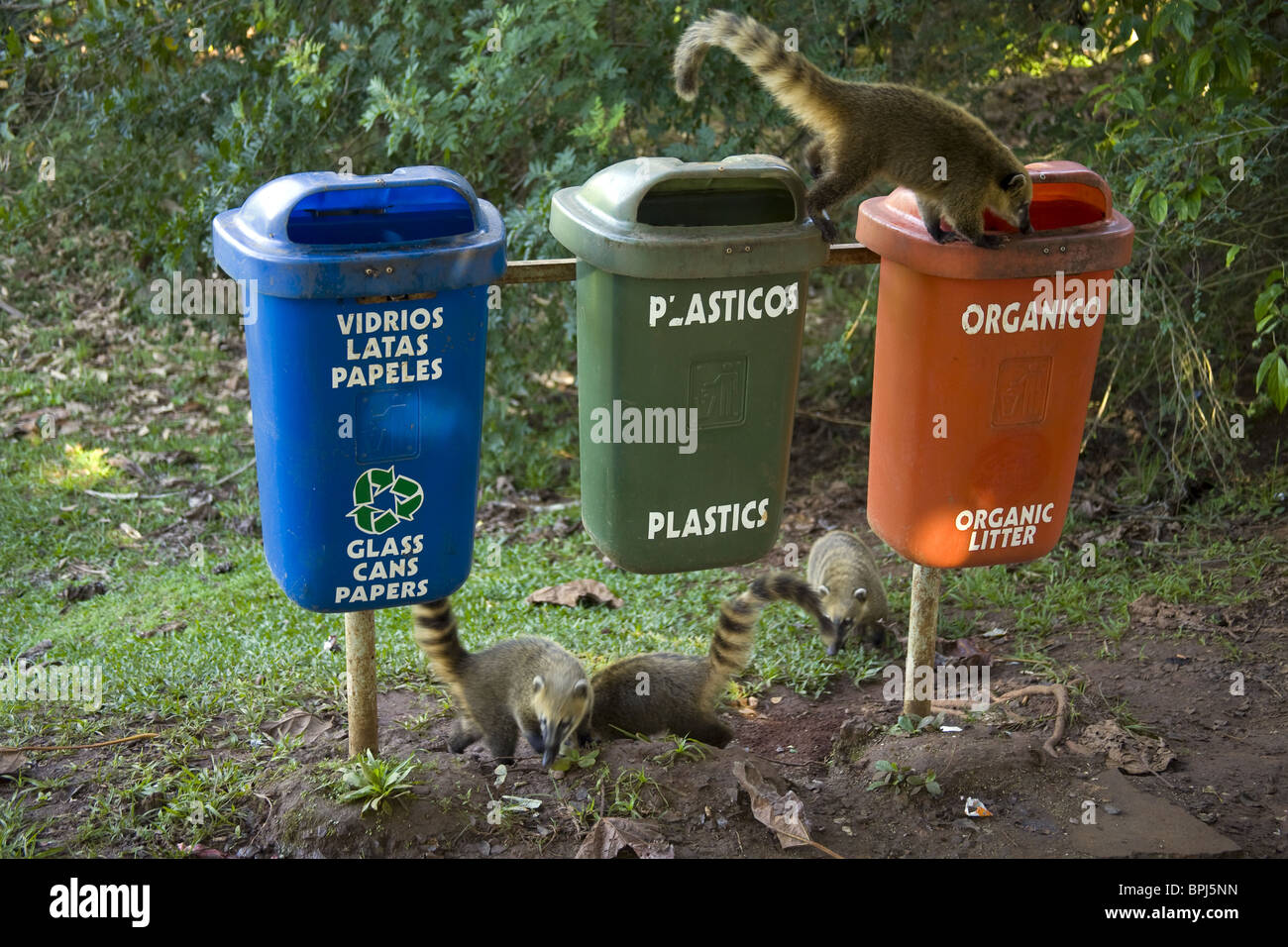 coaties hanging around trash bins looking for food in Iguazu National Park Stock Photo