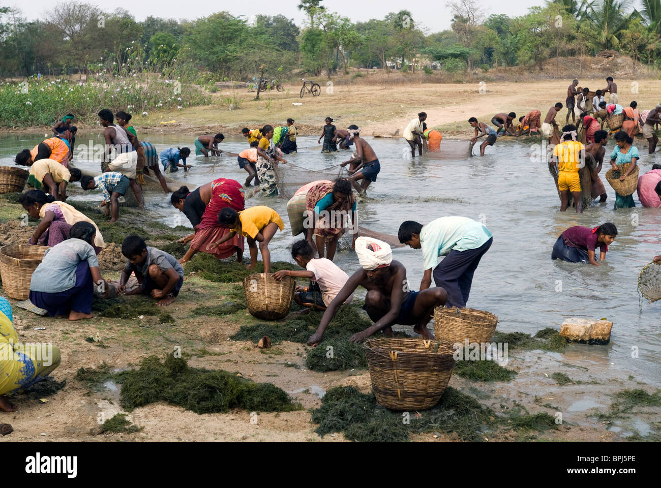 Fishing festival at Venthanpatti  near  Ponnamaravathy , Pudukkottai District, Tamil Nadu; India. Stock Photo