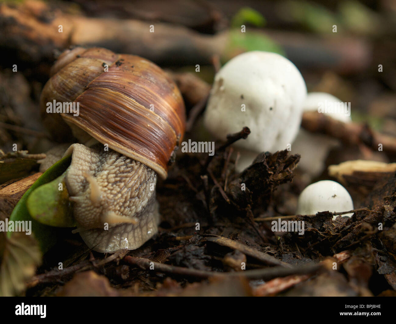 Typical French meal on the forest floor in Lipsheim, Alsace, France, champignons with escargot. Snail slug mushroom fungi food Stock Photo