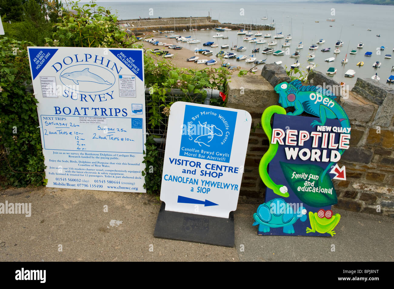 Signs for tourist trips in the seaside holiday resort of New Quay Ceredigion West Wales UK Stock Photo