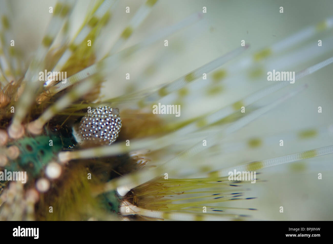 Close up of Long-spined Sea Urchin, Astropyga radiata, Dimakya Island, Coron, Palawan, Philippines. Stock Photo