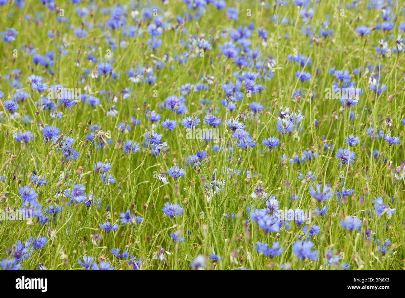 Field full of cornflowers background, pure green with blue Stock Photo ...