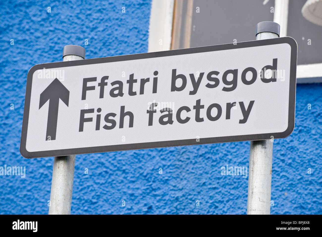 Bilingual Welsh English language sign for FISH FACTORY in the seaside town of New Quay Ceredigion West Wales UK Stock Photo