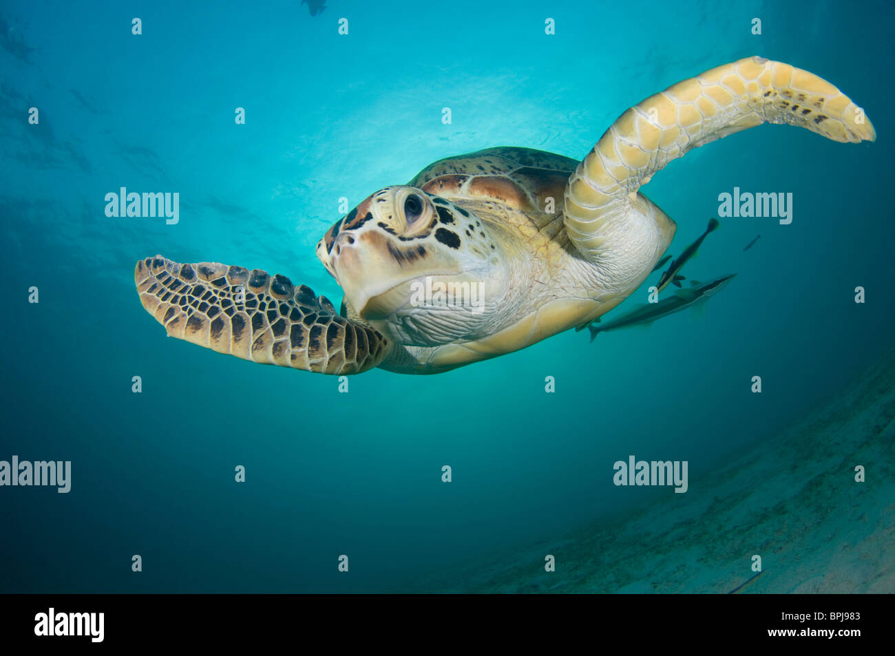 Green Turtle, Chelonia mydas, with remoras on underside, Dimakya Island, Coron, Palawan, Philippines Stock Photo
