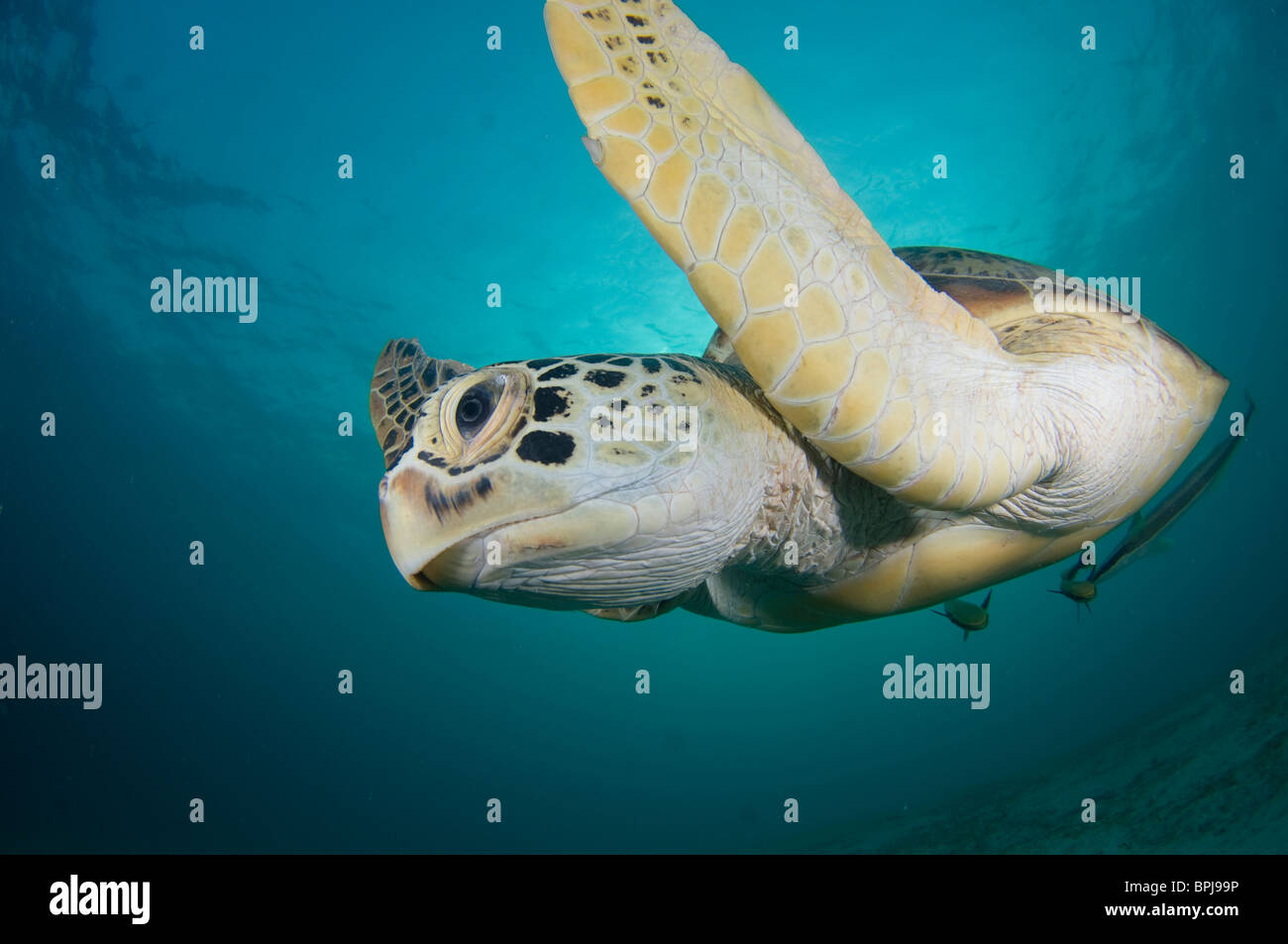 Green Turtle, Chelonia mydas, with remoras on underside, Dimakya Island, Coron, Palawan, Philippines Stock Photo