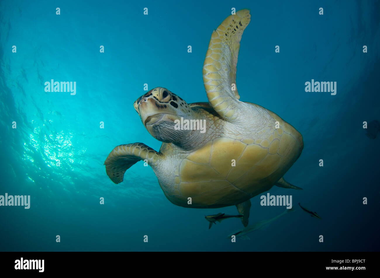 Green Turtle, Chelonia mydas, with remoras on underside, Dimakya Island, Coron, Palawan, Philippines Stock Photo