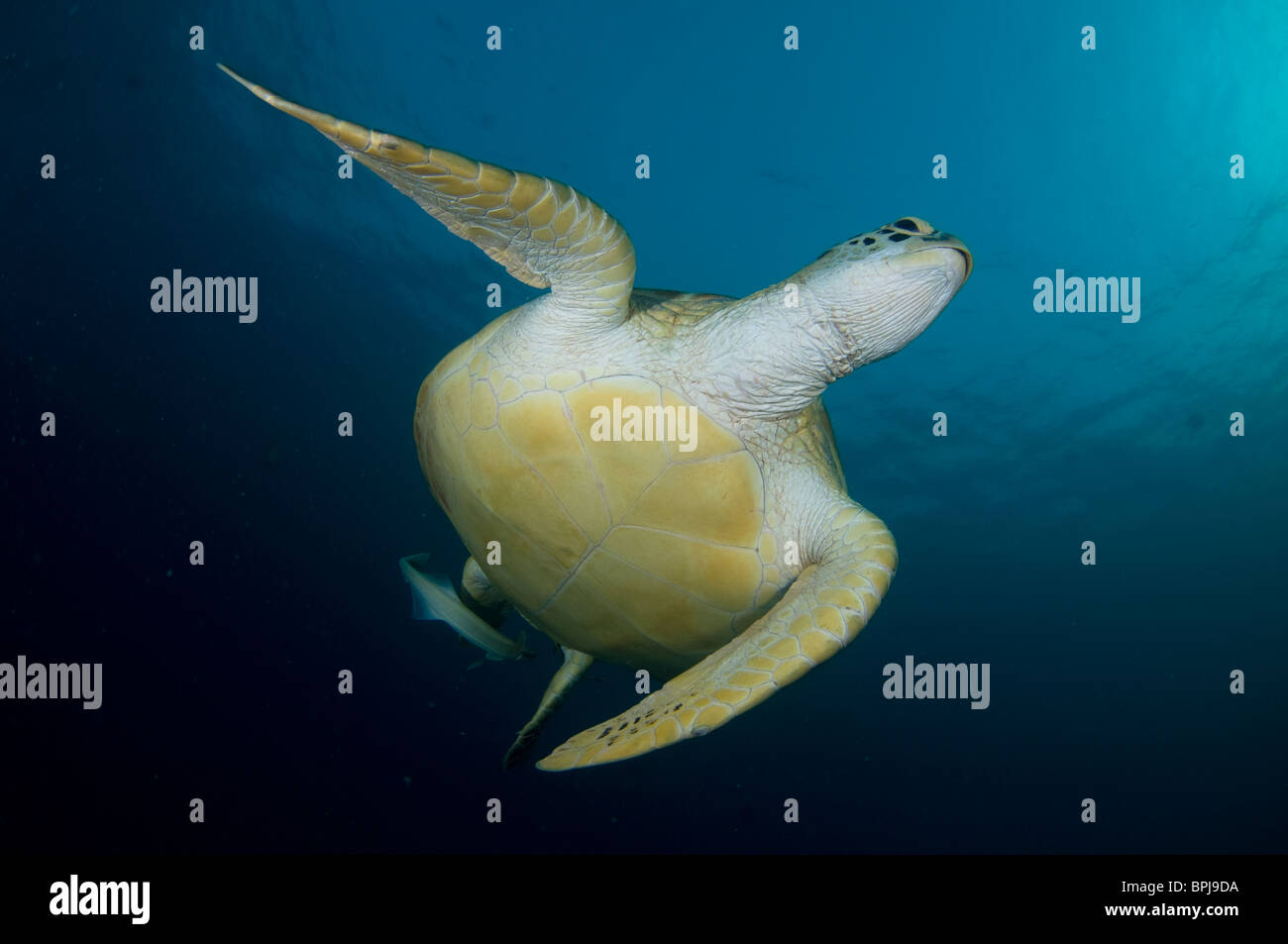 Green Turtle, Chelonia mydas, with remoras on underside, Dimakya Island, Coron, Palawan, Philippines Stock Photo